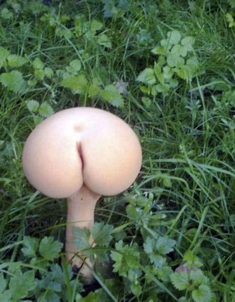 Girls collect mushrooms naked