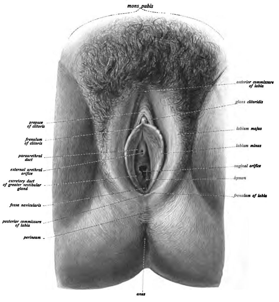 The structure of the female vagina