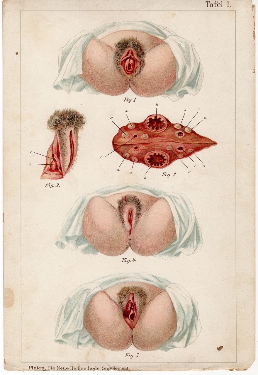 Anatomy of the human vagina