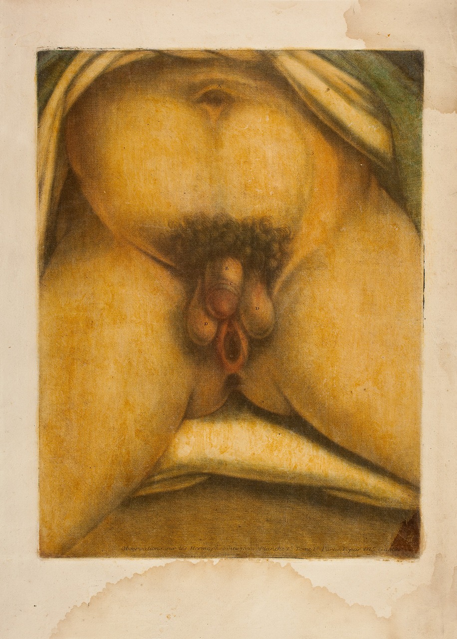 Male and female genitals