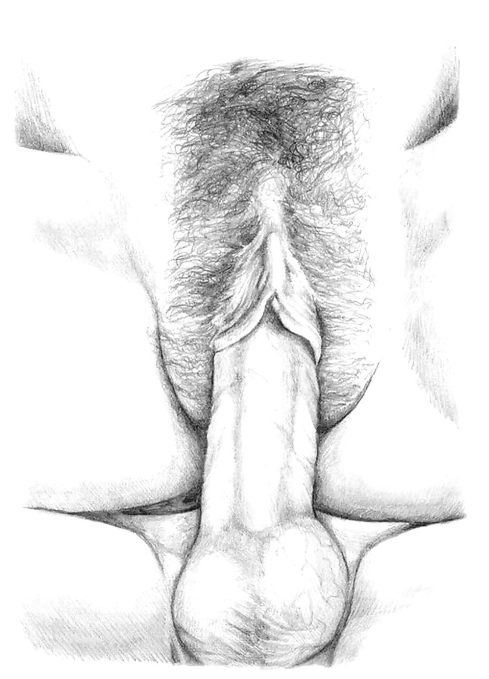 Drawing the genitals
