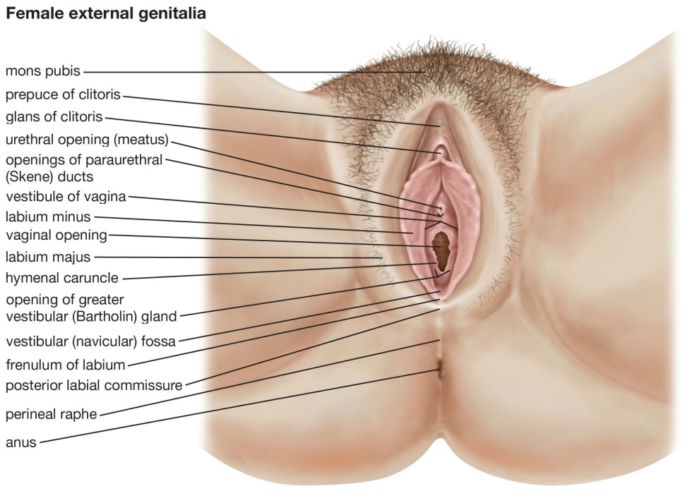 Female genitals structure