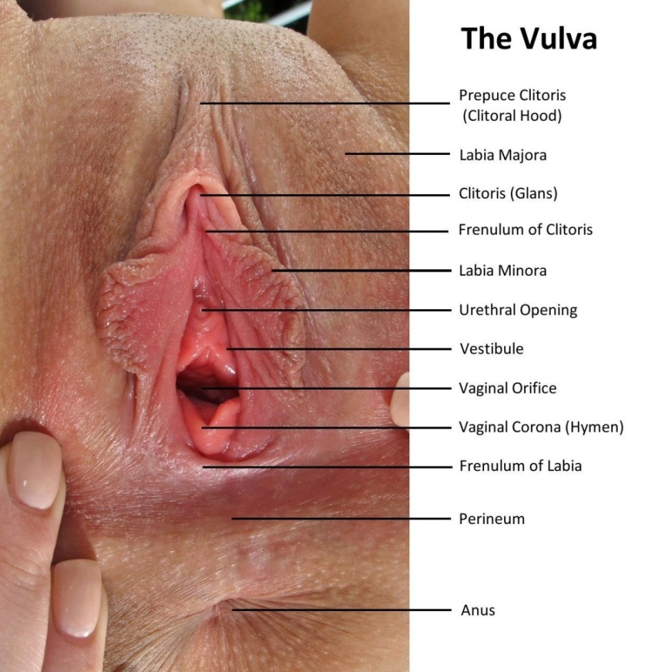 Anatomy of the female vagina