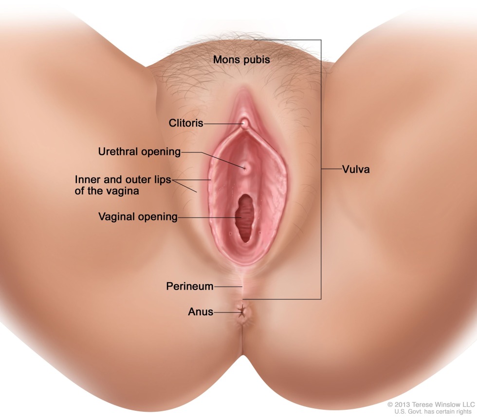 The structure of the female vulva