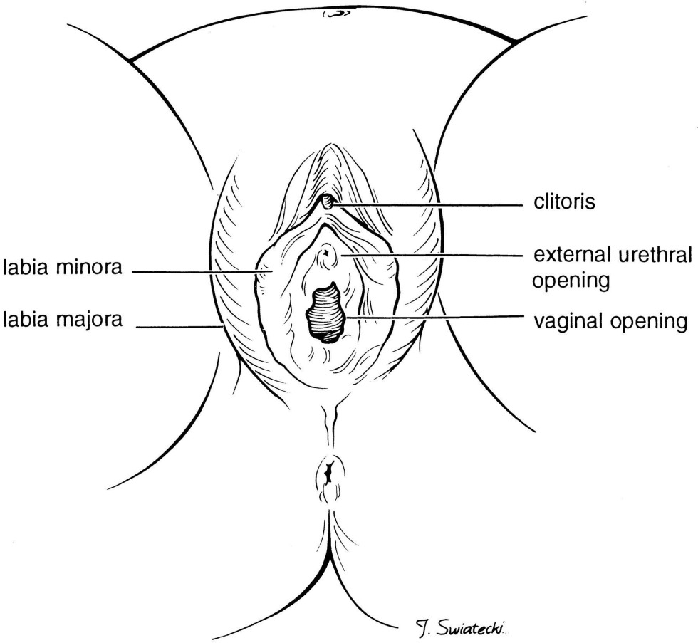 Scheme of vaginal location