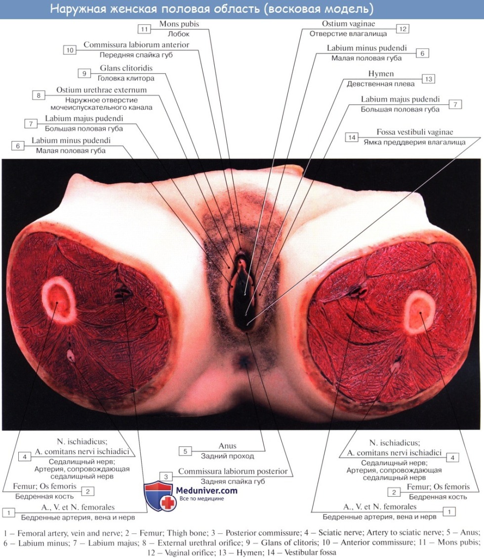 The structure of the external female genital organ