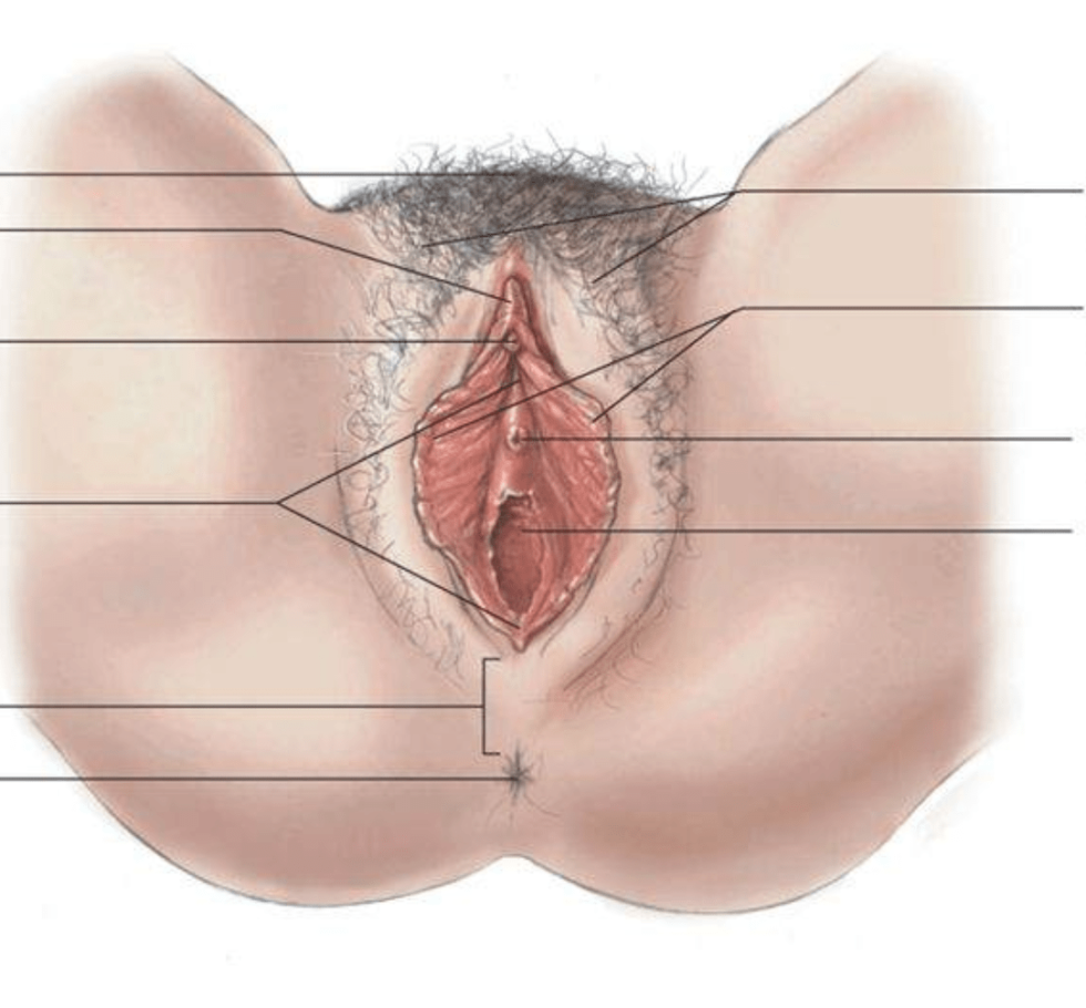 Anatomy of the female vagina