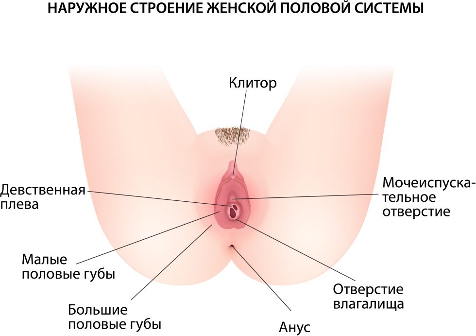 The structure of the female sex