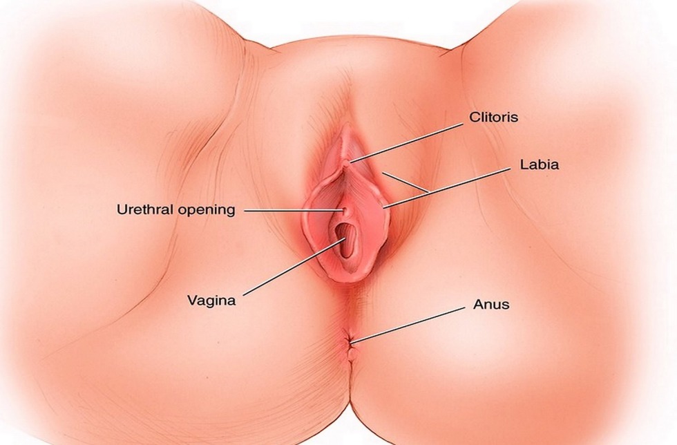 Anatomy of the female vagina