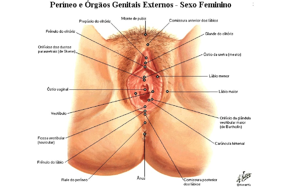 Female genital organs in the context