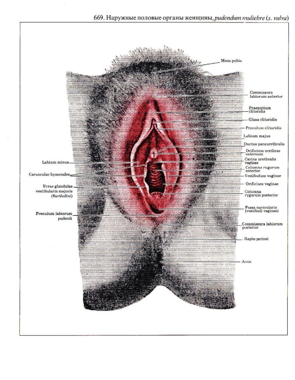 Anatomy of female external genitals