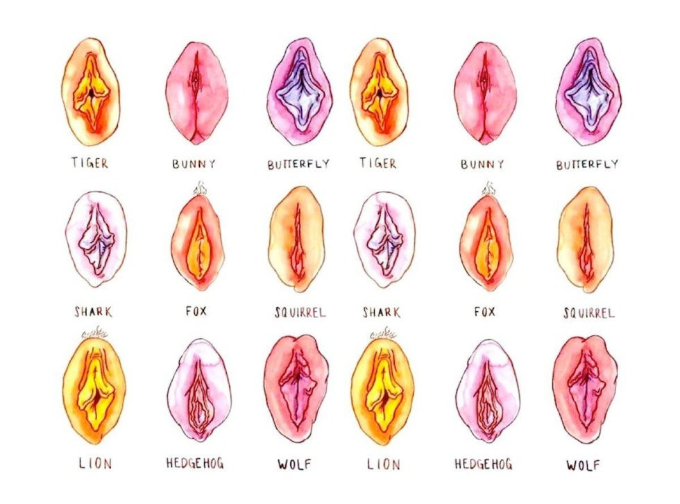 Various forms of vagina