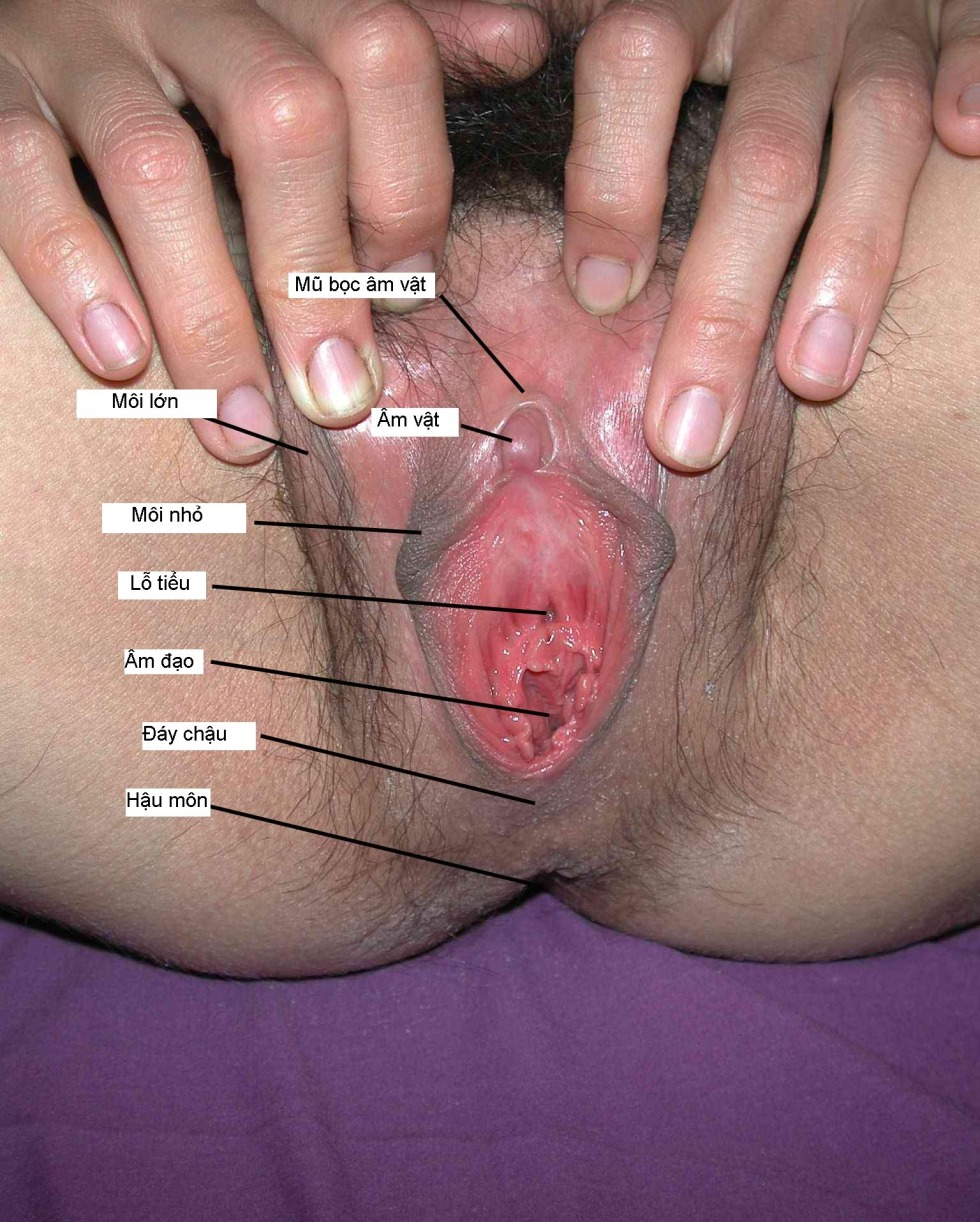 External female genital organs