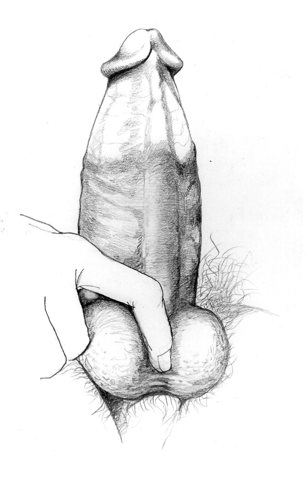 Drawing a male member