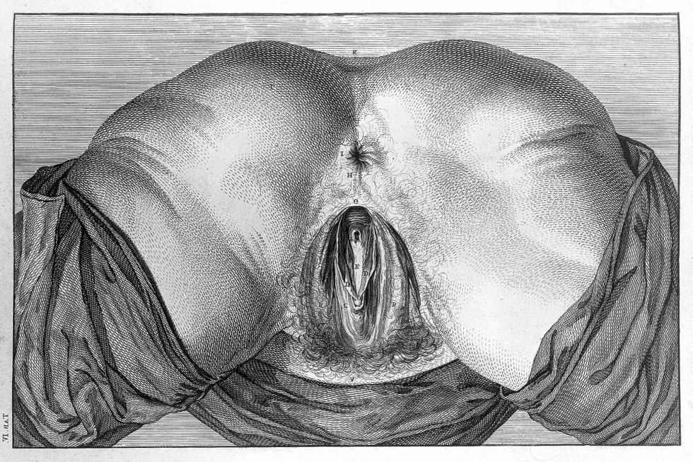 Drawings of female genitals