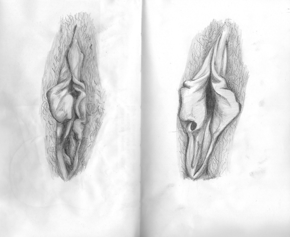 Drawing the genitals