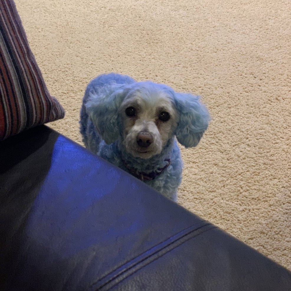 Hoby Buchanon Facefucks Chicks Tallie Lorain