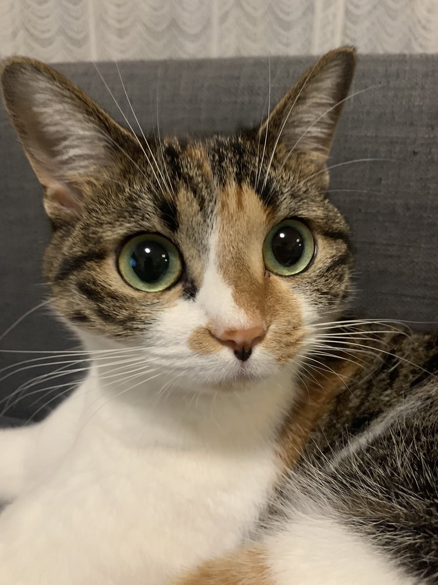 Alba Galocha Erotic Rollers