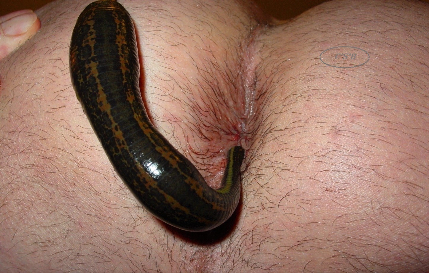 Leeches porn