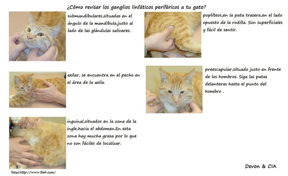 Injections intramuscularly