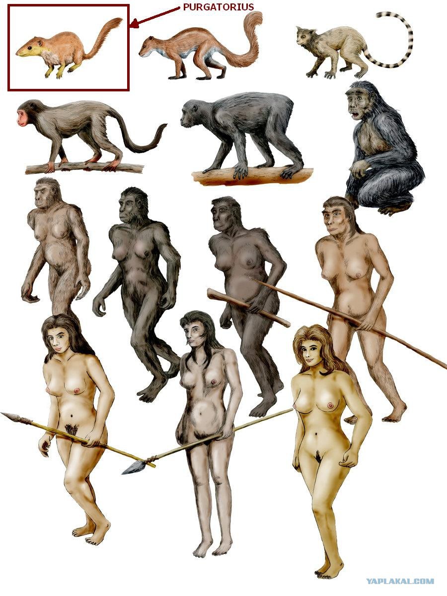 The evolution of a woman of a woman