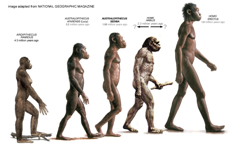 Australopithecus and Homo Erektus