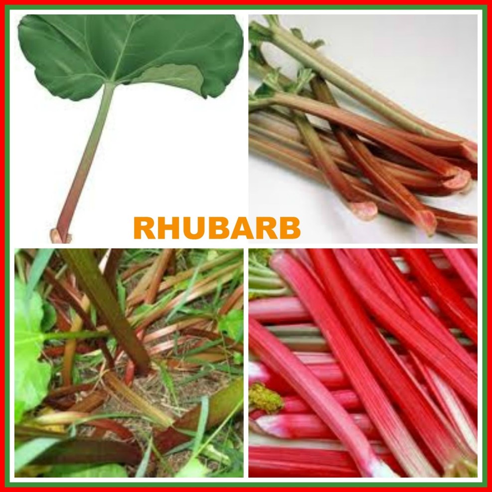 ROXANNE HALL Lesbian ISOBEL Wren photo album