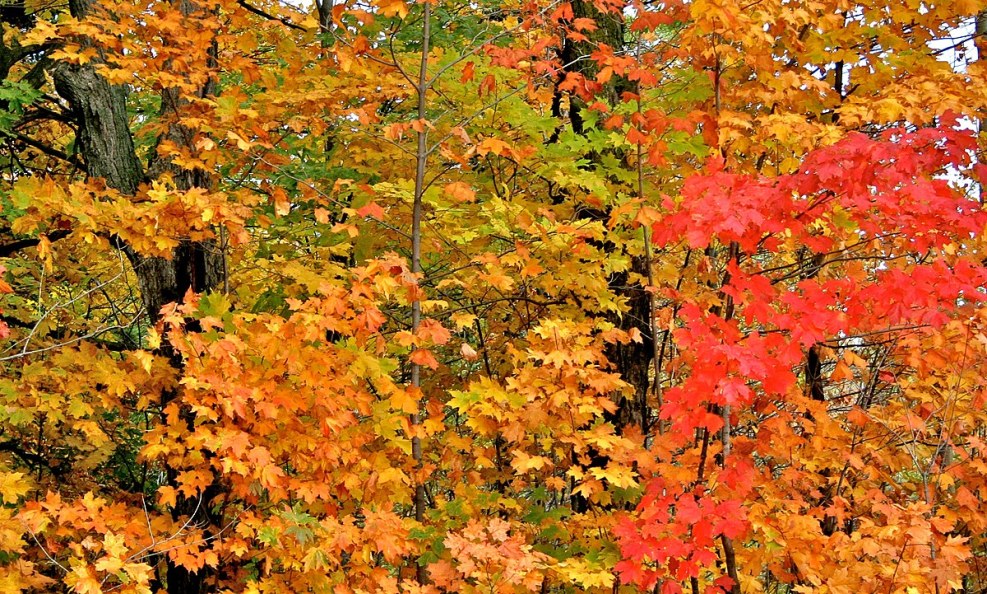 Cozy autumn landscapes