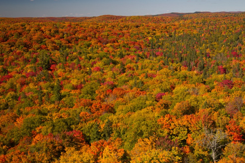 Autumn leaves fall from trees