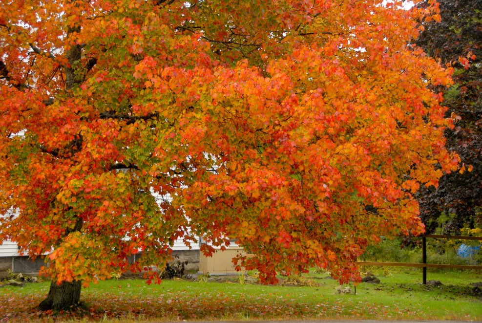 Autumn gamut of colors
