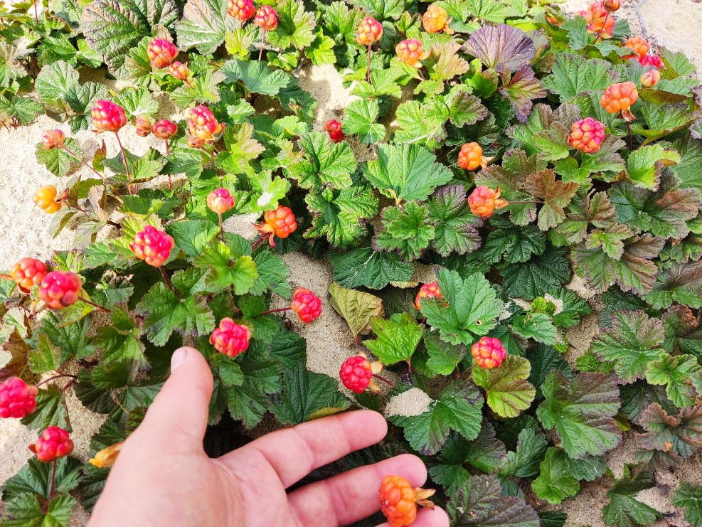 A selection of jokes with girls 2020