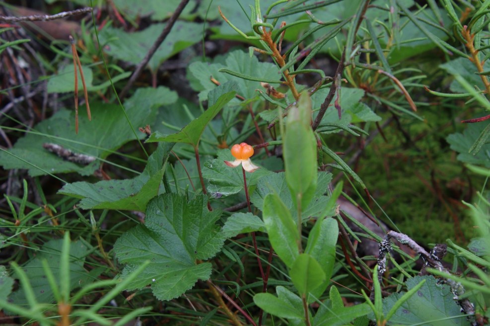 Noble shades of orange free
