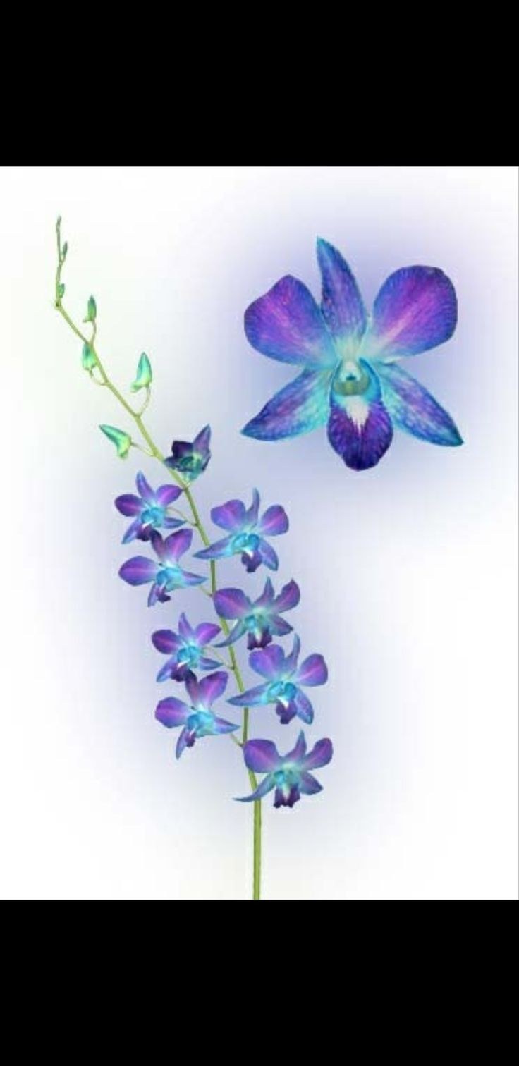 Drama "Boys" (2013, Netherlands)