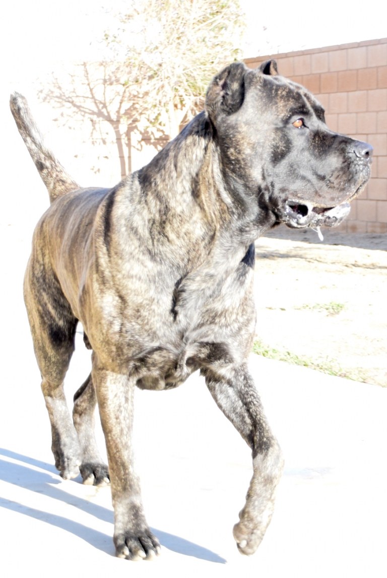 Kanar dog black in winter