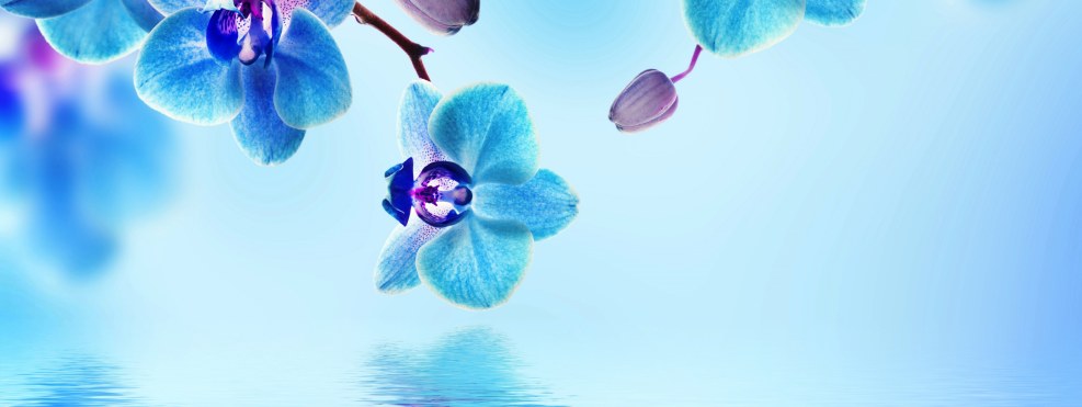 Orchid crystal water