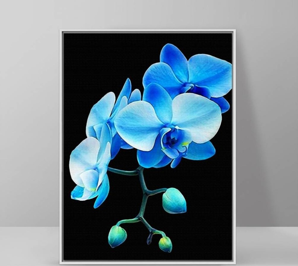 Dorinotis Aida Blue Orchid