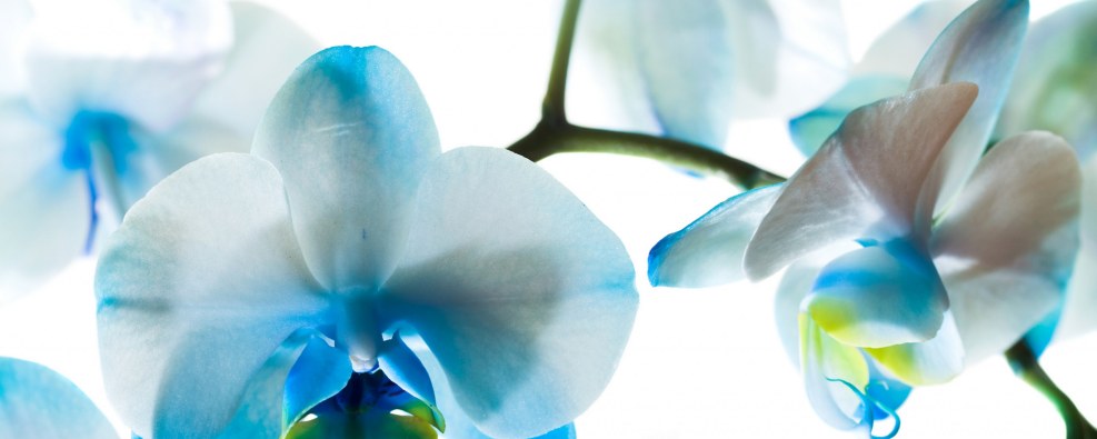 Dalan d'Alive Vucut Losyonu Body Lotion Translation to Russian