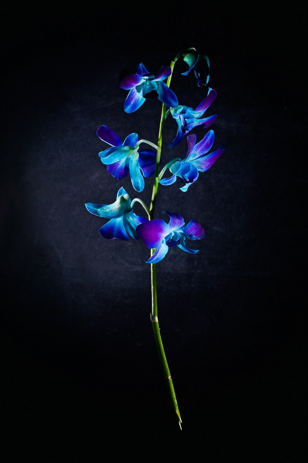 Blue orchid