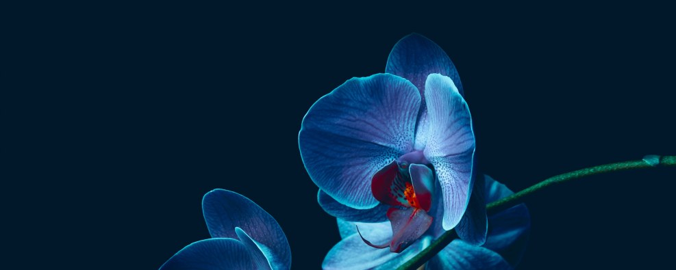 Blue orchid on a black background
