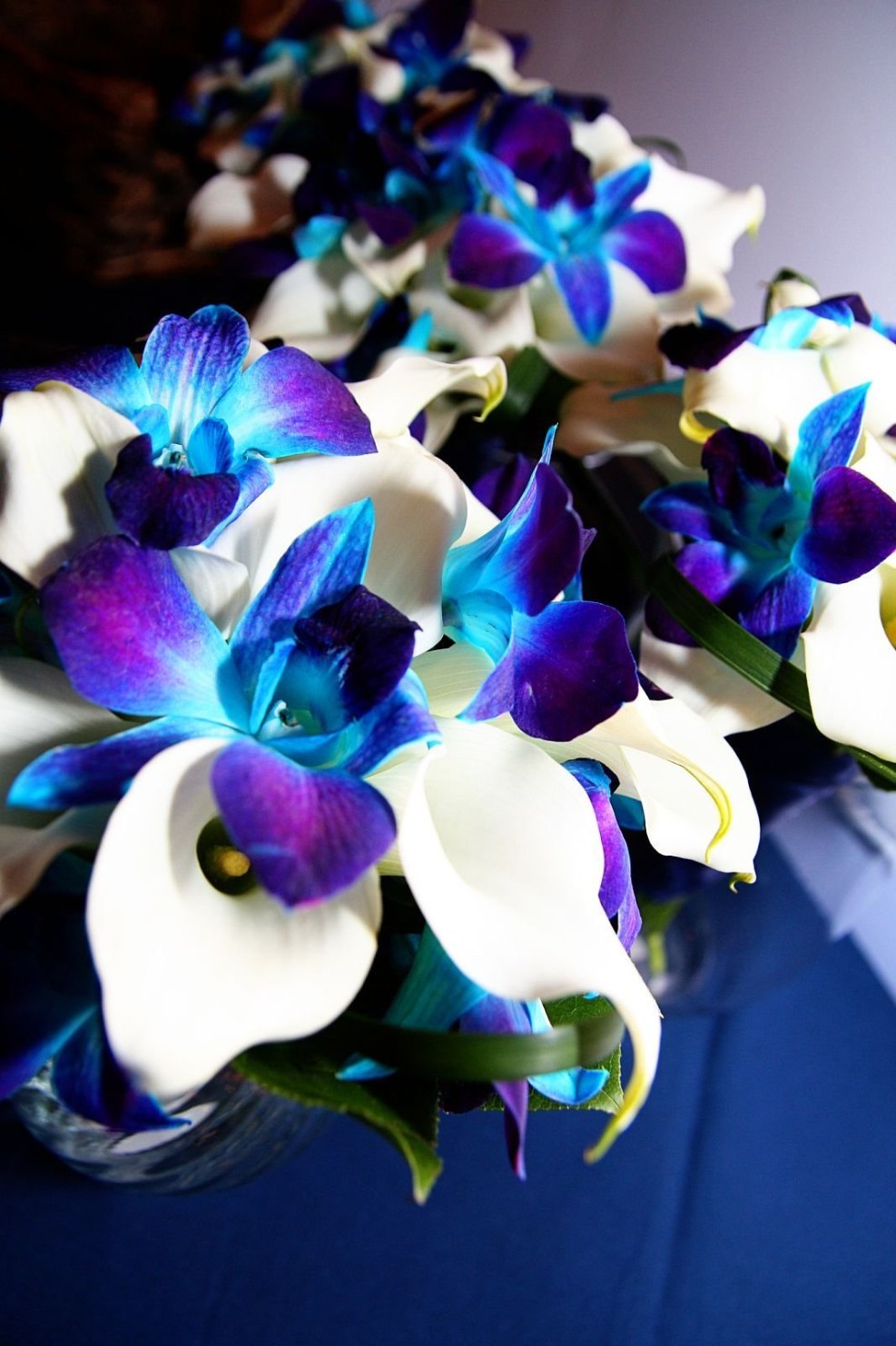 Blue orchid Timofeev