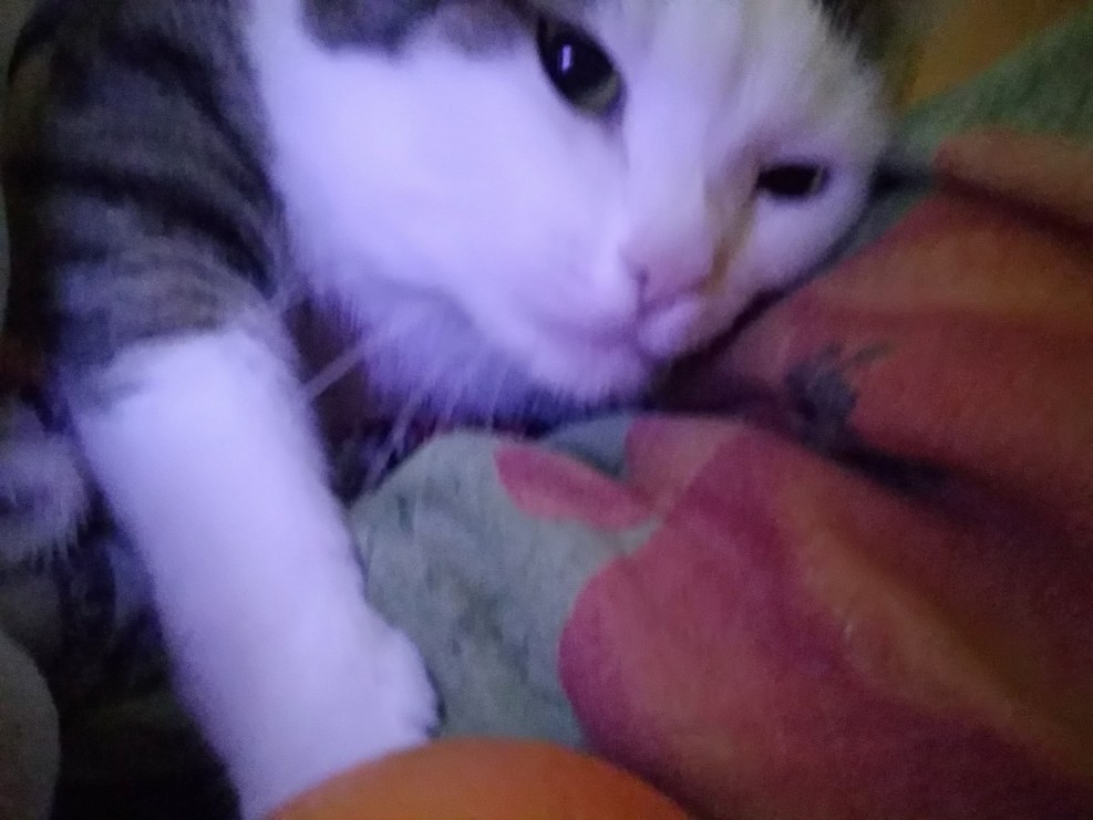 Venus Maxim Polina Maxim