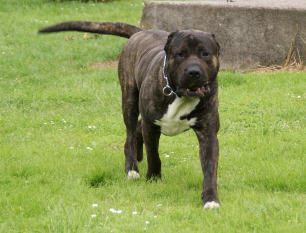 Perrault de Agnva breed of dogs