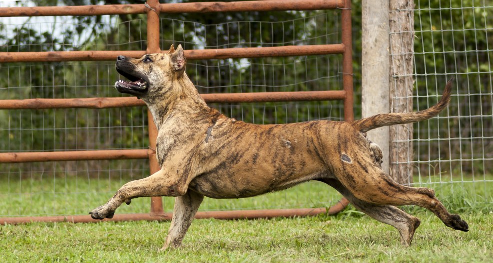 Canario American Singer