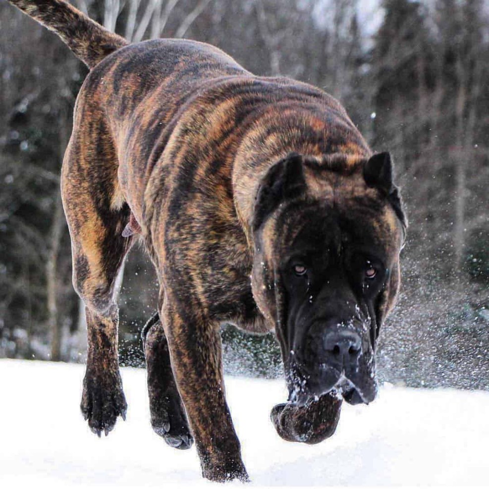Canar mastiff
