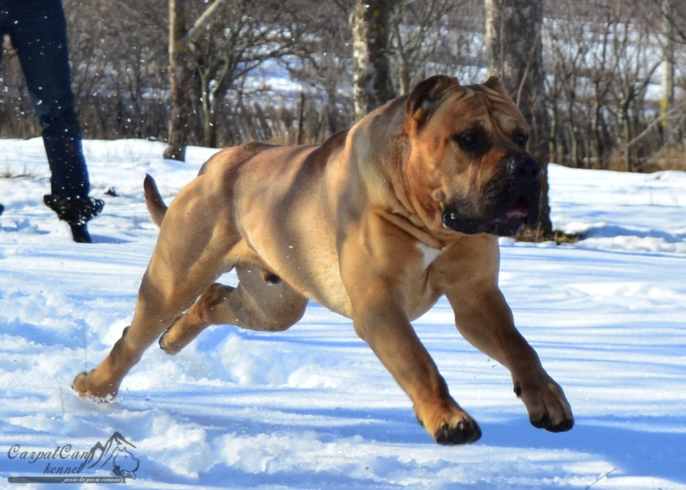 Pierre de Presa Canario
