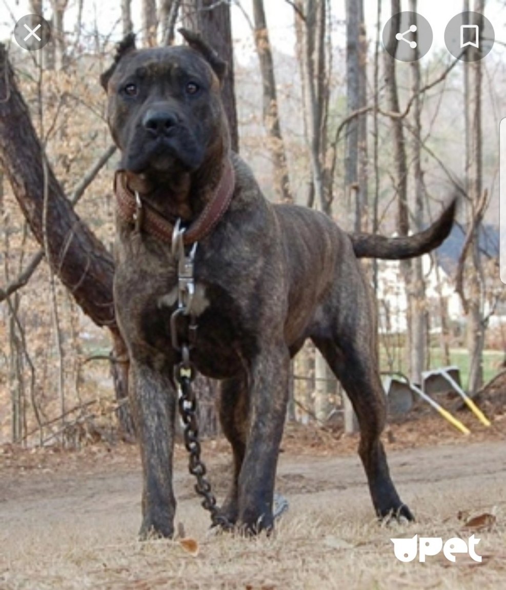 Presa Canario Dog breed