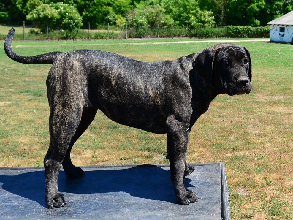 Hi my name is canario lam