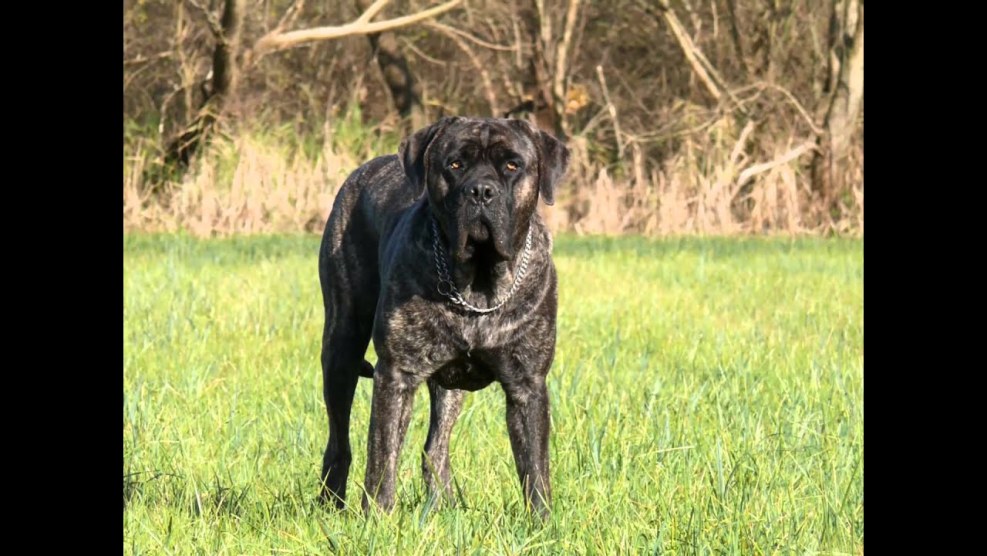Oscar Perra de Presa Canario