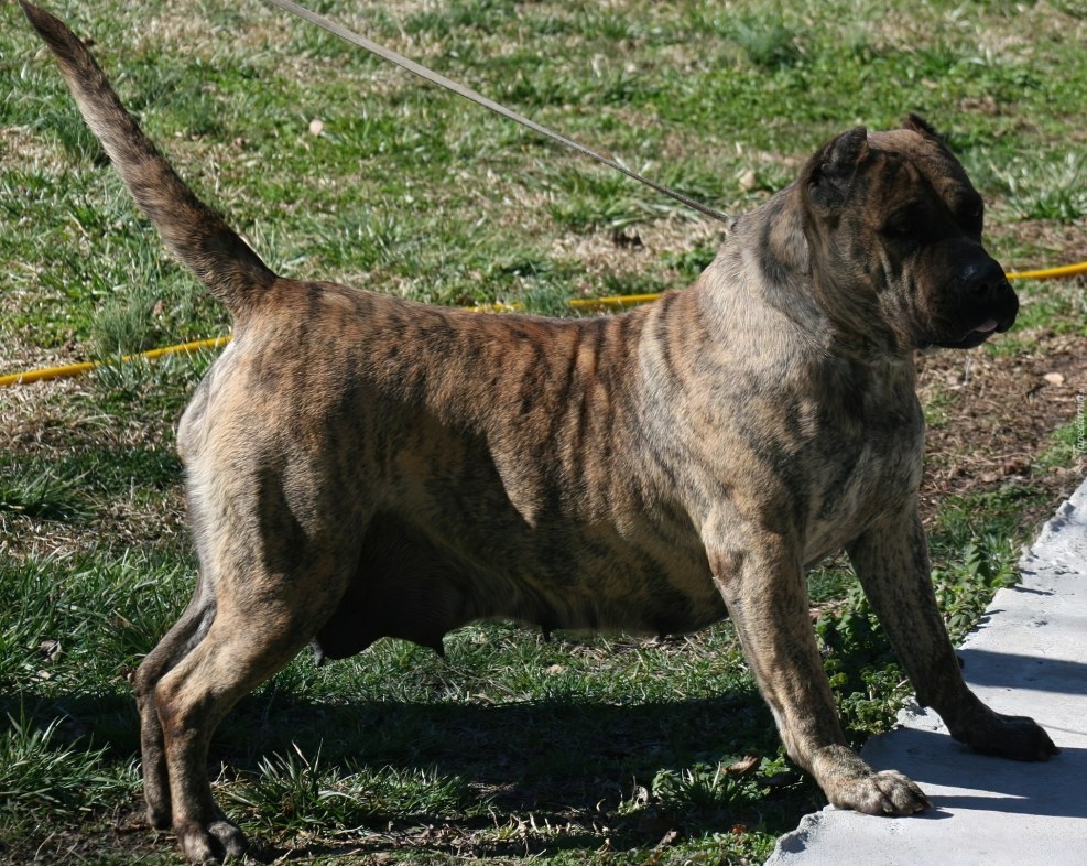 Pierre de Presa Canario