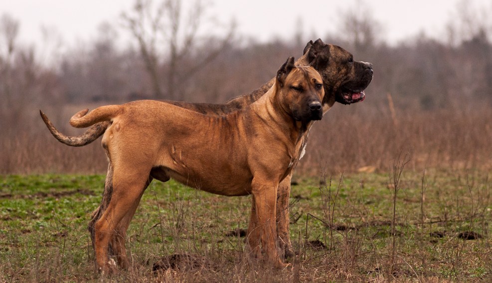 Presa Canario muscular